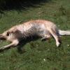 Pictures of Buddy swimming at High Park