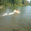 Pictures of Buddy swimming at High Park