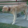 Pictures of Buddy taken at Bonanza Video