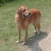 Pictures of Buddy swimming at High Park