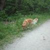 Pictures of Buddy at home and the park.